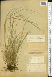 Stipa krylovii Roshev., Siberia, Altai & Sayany Mountains (S2) (Russia)