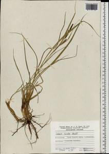 Carex recta Boott, Eastern Europe, Northern region (E1) (Russia)