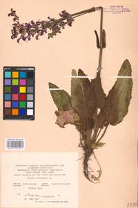 MHA 0 156 279, Salvia pratensis L., Eastern Europe, North Ukrainian region (E11) (Ukraine)