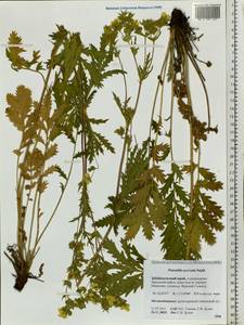 Potentilla tanacetifolia Willd. ex D. F. K. Schltdl., Siberia, Baikal & Transbaikal region (S4) (Russia)