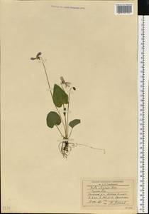 Viola uliginosa Besser, Eastern Europe, Central region (E4) (Russia)