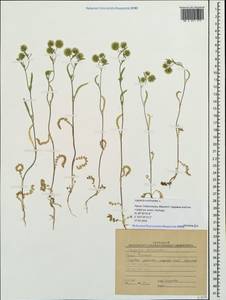 Lagoecia cuminoides L., Crimea (KRYM) (Russia)