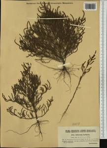 Salicornia europaea L., Western Europe (EUR) (Hungary)