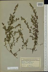 Ononis spinosa subsp. procurrens (Wallr.)Briq., Eastern Europe, Moscow region (E4a) (Russia)