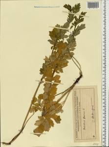 Thalictrum flavum L., Eastern Europe, Volga-Kama region (E7) (Russia)