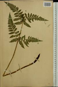 Dryopteris carthusiana (Vill.) H. P. Fuchs, Eastern Europe, Central forest-and-steppe region (E6) (Russia)