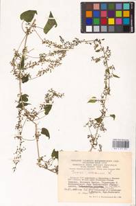 Dioscorea communis (L.) Caddick & Wilkin, Eastern Europe, Lithuania (E2a) (Lithuania)