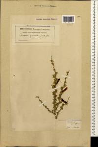 Caragana grandiflora (M.Bieb.)DC., Caucasus, Georgia (K4) (Georgia)