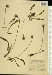 Scorzoneroides crocea (Haenke) Holub, Eastern Europe, West Ukrainian region (E13) (Ukraine)