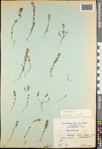 Euphrasia ossica Juz. ex Ganeschin, Caucasus, South Ossetia (K4b) (South Ossetia)