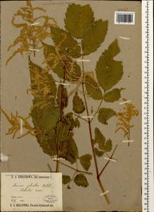 Aruncus dioicus var. kamtschaticus (Maxim.) Hara, Caucasus, Stavropol Krai, Karachay-Cherkessia & Kabardino-Balkaria (K1b) (Russia)