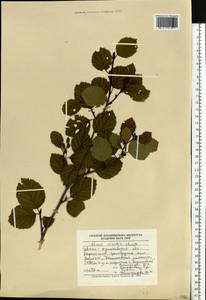 Alnus alnobetula subsp. alnobetula, Eastern Europe, West Ukrainian region (E13) (Ukraine)