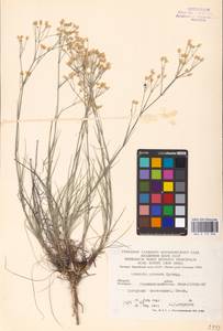 Eremogone biebersteinii (Schltdl.) Holub, Eastern Europe, Central forest-and-steppe region (E6) (Russia)