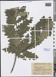 Quercus robur L., Eastern Europe, Lower Volga region (E9) (Russia)