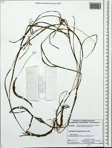 Sparganium hyperboreum Laest. ex Beurl., Siberia, Central Siberia (S3) (Russia)