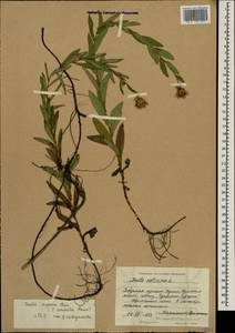 Pentanema salicinum subsp. asperum (Poir.) Mosyakin, Caucasus, Dagestan (K2) (Russia)