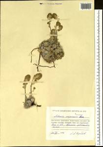 Artemisia senjavinensis Bess, Siberia, Chukotka & Kamchatka (S7) (Russia)