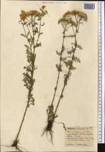 Achillea nobilis L., Middle Asia, Northern & Central Kazakhstan (M10) (Kazakhstan)