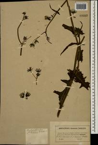 Sonchus oleraceus L., Eastern Europe, Moscow region (E4a) (Russia)