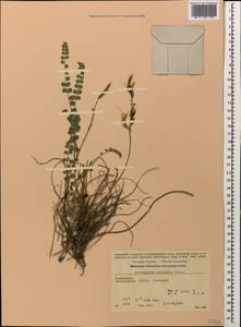 Astragalus monspessulanus, Caucasus, Azerbaijan (K6) (Azerbaijan)