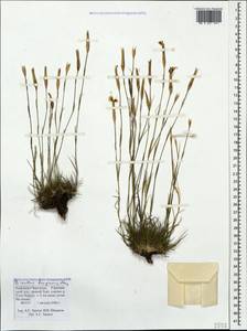 Dianthus fragrans Bieb., Caucasus, Stavropol Krai, Karachay-Cherkessia & Kabardino-Balkaria (K1b) (Russia)