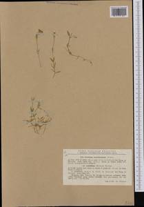 Cerastium arvense subsp. lerchenfeldianum (Schur) Ascherson & Graebner, Western Europe (EUR) (Romania)