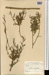 Salix microstachya Turcz. ex Trautv., Mongolia (MONG) (Mongolia)