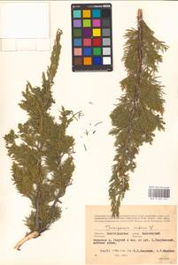 Juniperus sabina L., Eastern Europe, Lower Volga region (E9) (Russia)