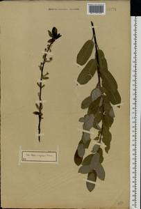 Salix caprea × myrsinifolia, Eastern Europe, Central region (E4) (Russia)