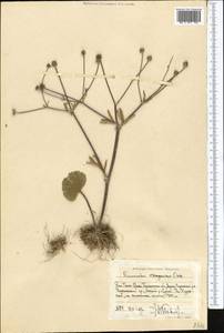 Ranunculus czimganicus Ovcz., Middle Asia, Western Tian Shan & Karatau (M3) (Uzbekistan)