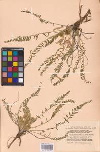 Astragalus buchtormensis Pall., Eastern Europe, Lower Volga region (E9) (Russia)