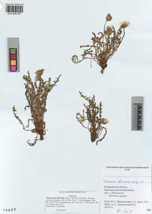 Taraxacum officinale Weber ex Wiggins, Siberia, Altai & Sayany Mountains (S2) (Russia)