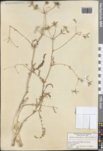 Grammosciadium daucoides DC., South Asia, South Asia (Asia outside ex-Soviet states and Mongolia) (ASIA) (Turkey)