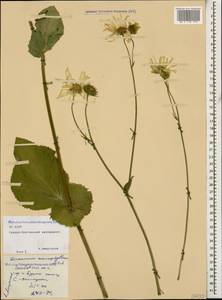 Doronicum macrophyllum Fisch., Caucasus, North Ossetia, Ingushetia & Chechnya (K1c) (Russia)