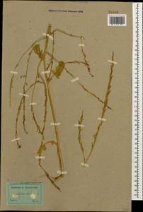 Hirschfeldia incana (L.) Lagr.-Foss., Caucasus, Dagestan (K2) (Russia)