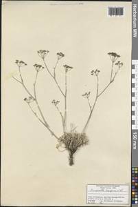 Pimpinella tragium Vill., South Asia, South Asia (Asia outside ex-Soviet states and Mongolia) (ASIA) (Turkey)