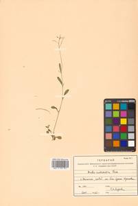Arabidopsis lyrata subsp. kamchatica (Fisch. ex DC.) O'Kane & Al-Shehbaz, Siberia, Russian Far East (S6) (Russia)