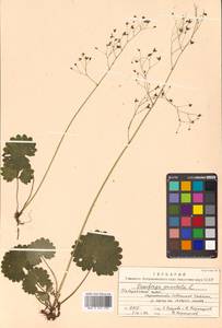 Micranthes nelsoniana subsp. aestivalis (Fisch. & C. A. Mey.) Elven & D. F. Murray, Siberia, Russian Far East (S6) (Russia)