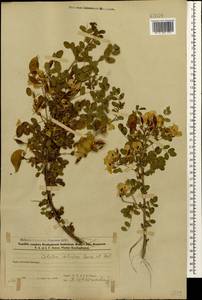Colutea cilicica Boiss. & Balansa, Caucasus, Azerbaijan (K6) (Azerbaijan)