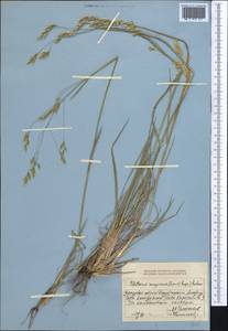 Piptatherum songaricum (Trin. & Rupr.) Roshev., Middle Asia, Dzungarian Alatau & Tarbagatai (M5) (Kazakhstan)