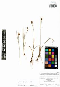 Carex bicolor Bellardi ex All., Siberia, Baikal & Transbaikal region (S4) (Russia)