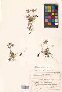 Primula modesta var. fauriei (Franch.) Takeda, Siberia, Russian Far East (S6) (Russia)