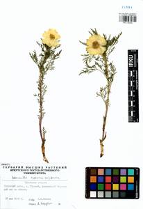 Adonis sibirica Patrin ex Ledeb., Siberia, Baikal & Transbaikal region (S4) (Russia)