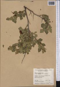 Rhus trilobata Nutt., America (AMER) (Canada)