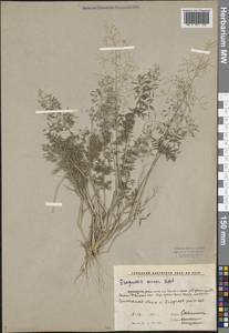 Eragrostis minor Host, Middle Asia, Caspian Ustyurt & Northern Aralia (M8) (Kazakhstan)