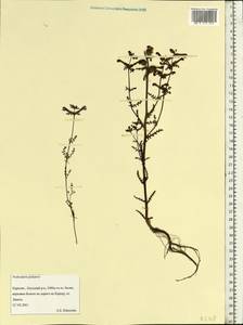 Pedicularis palustris L., Eastern Europe, Northern region (E1) (Russia)
