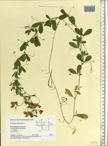 Lathyrus tuberosus L., Eastern Europe, Central region (E4) (Russia)