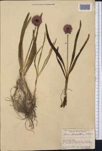 Allium wallichii var. platyphyllum (Diels) J.M.Xu, Middle Asia, Pamir & Pamiro-Alai (M2) (Kyrgyzstan)