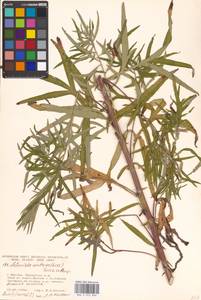 Artemisia umbrosa Turcz. ex DC., Eastern Europe, Moscow region (E4a) (Russia)