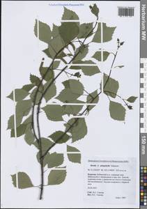 Betula pendula subsp. mandshurica (Regel) Ashburner & McAll., Siberia, Baikal & Transbaikal region (S4) (Russia)